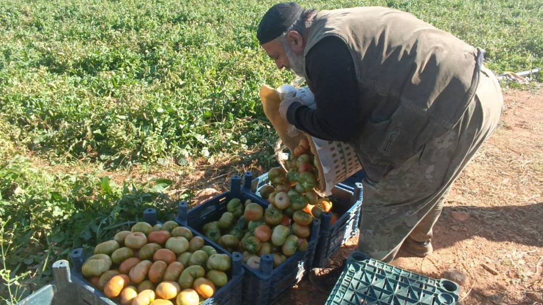 Yaz sezonu bitince güzlüklerin hasadı yapıldı. Tarlada 13 lira, pazarda 25 liraya satılıyor - Fotoğraf: 2